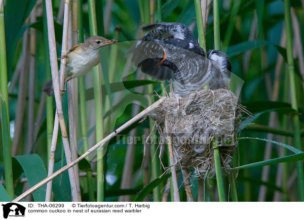 common cuckoo in nest of eurasian reed warbler / THA-06299