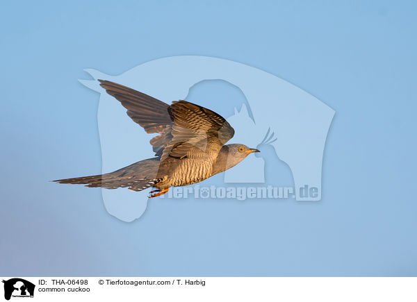 common cuckoo / THA-06498