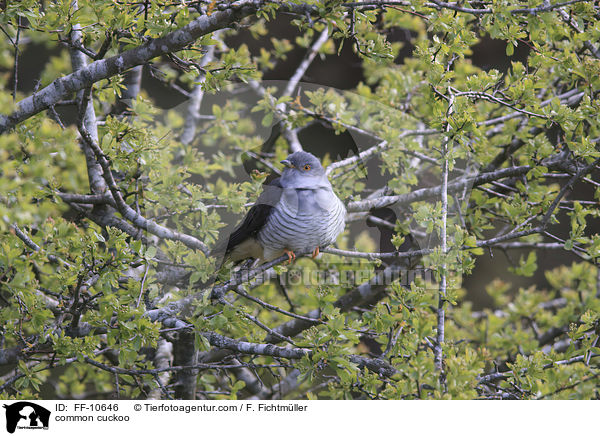 common cuckoo / FF-10646