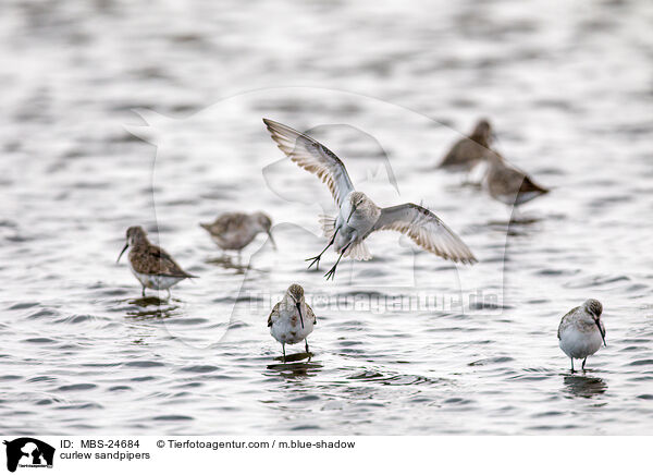 curlew sandpipers / MBS-24684