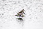 curlew sandpipers