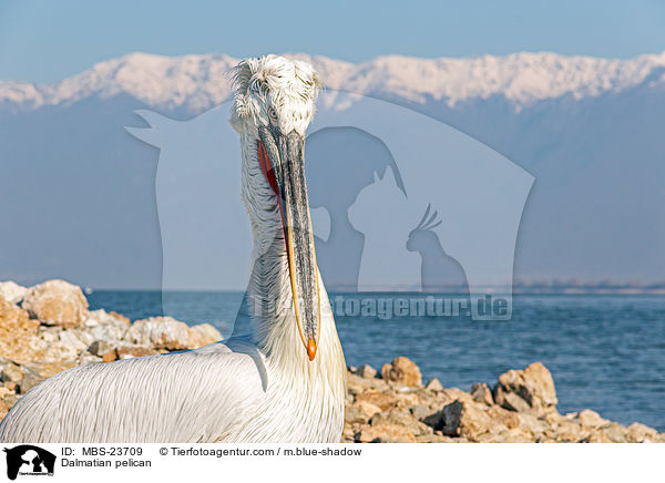 Dalmatian pelican / MBS-23709