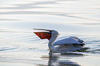 swimming Dalmatian Pelican