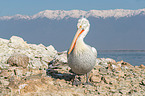 Dalmatian pelican