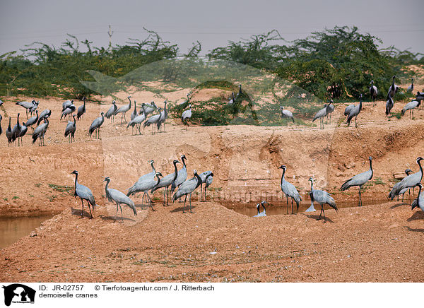 demoiselle cranes / JR-02757