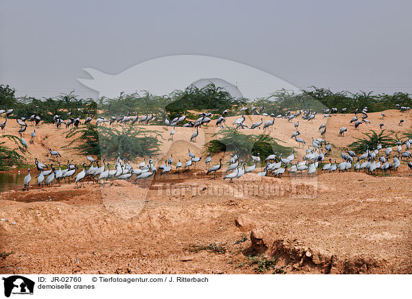 demoiselle cranes / JR-02760