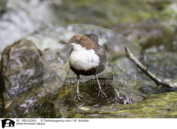 white-throated dipper / WS-02393