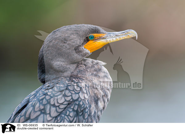 double-crested cormorant / WS-06935