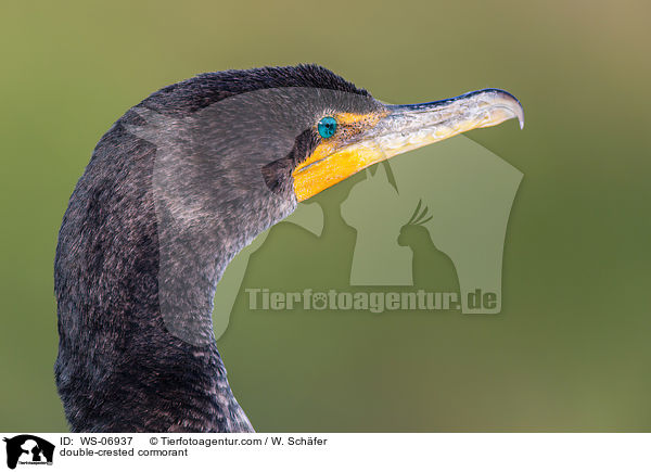 double-crested cormorant / WS-06937