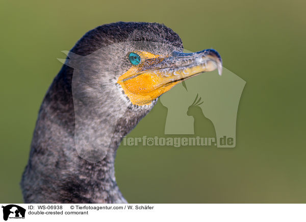 double-crested cormorant / WS-06938