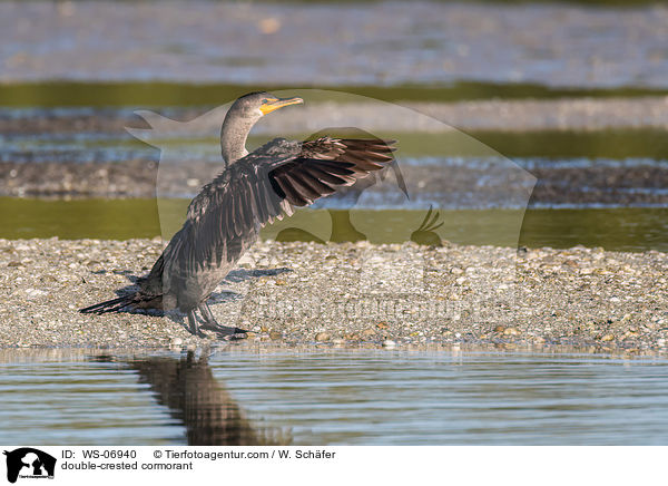 double-crested cormorant / WS-06940