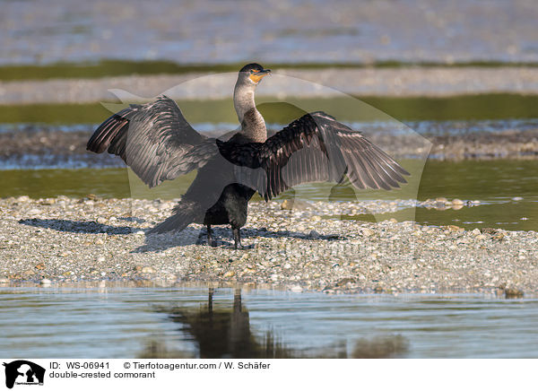 double-crested cormorant / WS-06941
