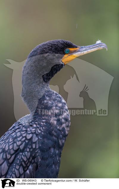 double-crested cormorant / WS-06943