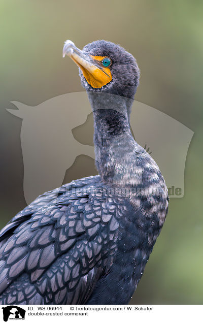 double-crested cormorant / WS-06944