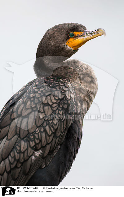 double-crested cormorant / WS-06946