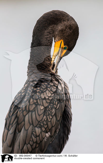double-crested cormorant / WS-06947