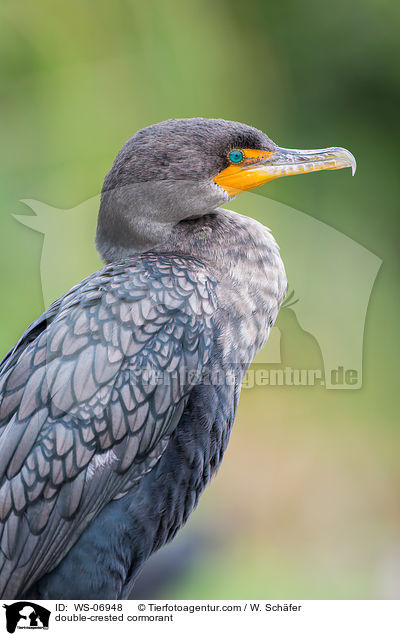 double-crested cormorant / WS-06948