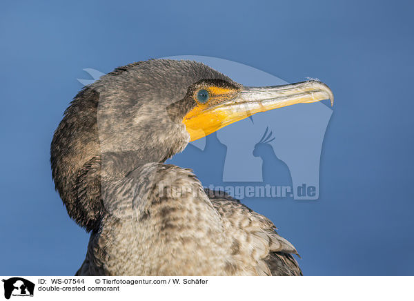 double-crested cormorant / WS-07544