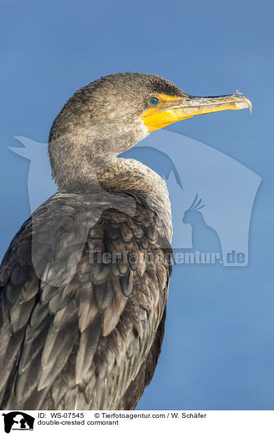 double-crested cormorant / WS-07545