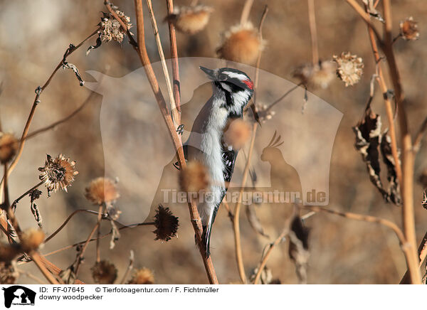downy woodpecker / FF-07645