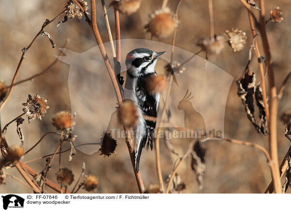 downy woodpecker / FF-07646