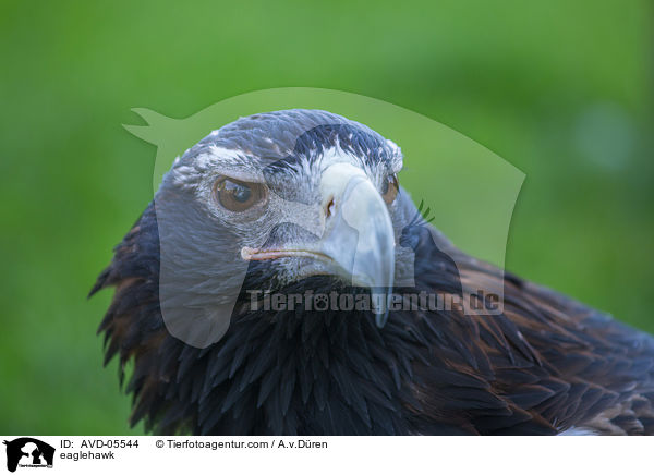 eaglehawk / AVD-05544