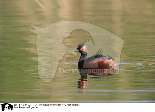 black-necked grebe / FF-05493