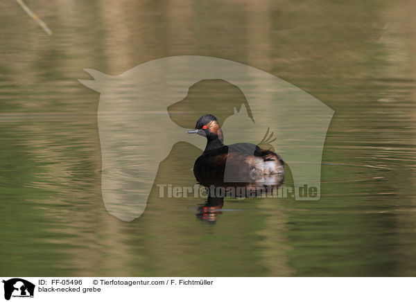 black-necked grebe / FF-05496