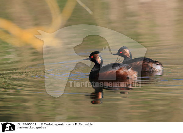 black-necked grebes / FF-05501