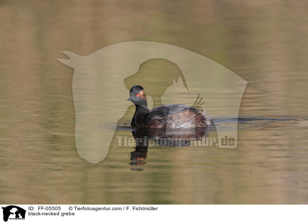 black-necked grebe / FF-05505