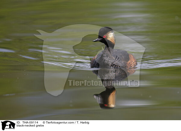 black-necked grebe / THA-09114
