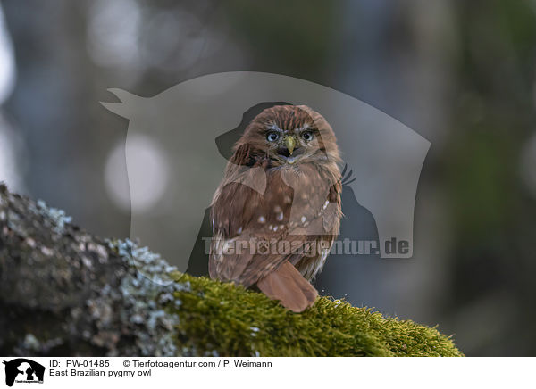 East Brazilian pygmy owl / PW-01485