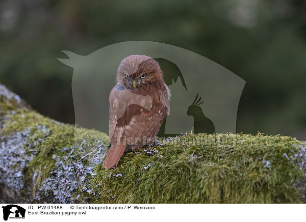 East Brazilian pygmy owl / PW-01488