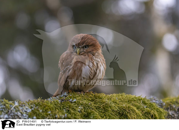 East Brazilian pygmy owl / PW-01491