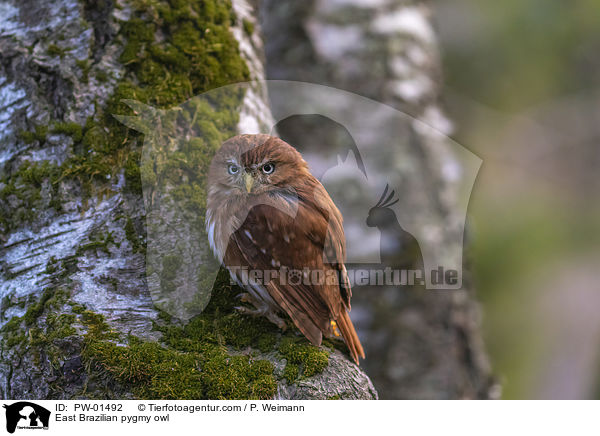 East Brazilian pygmy owl / PW-01492