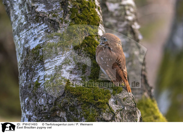 East Brazilian pygmy owl / PW-01493