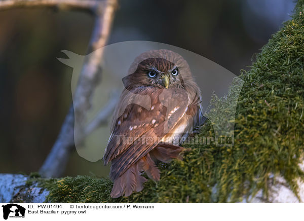East Brazilian pygmy owl / PW-01494