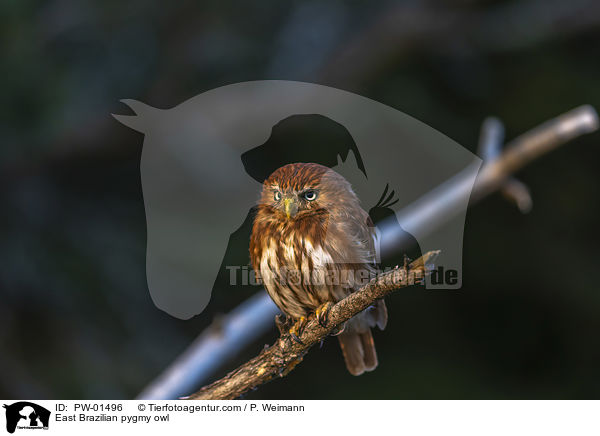 East Brazilian pygmy owl / PW-01496