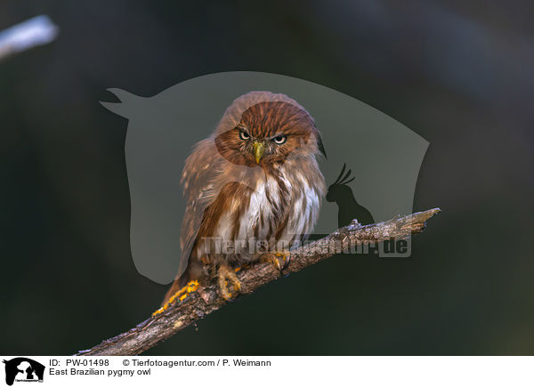 East Brazilian pygmy owl / PW-01498