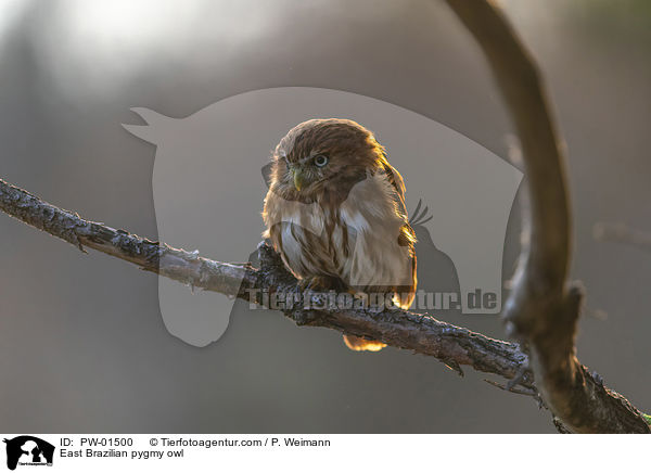East Brazilian pygmy owl / PW-01500