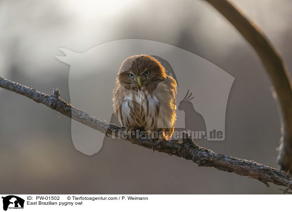 East Brazilian pygmy owl / PW-01502