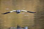 flying Egyptian Goose