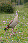 standing Egyptian Goose