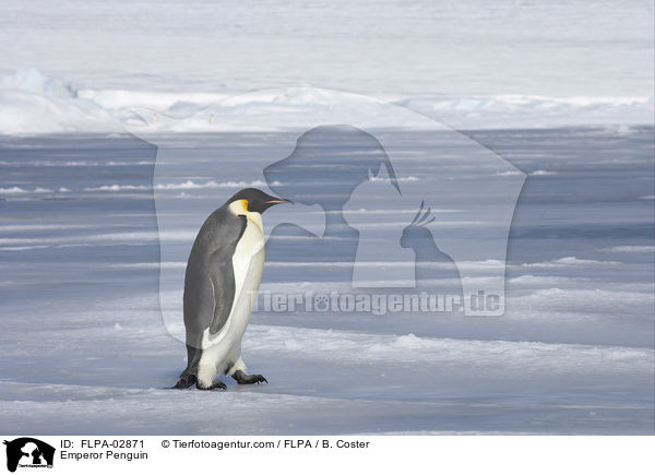 Emperor Penguin / FLPA-02871