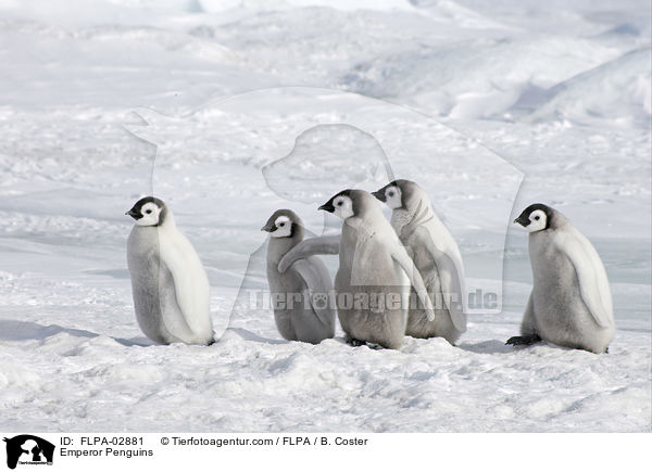 Emperor Penguins / FLPA-02881