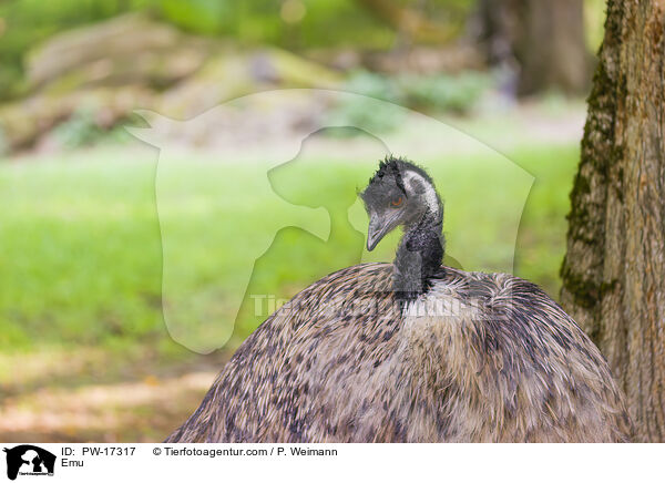Emu / PW-17317
