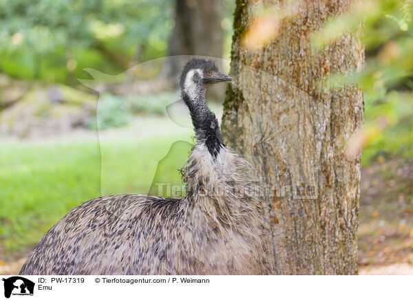 Emu / PW-17319