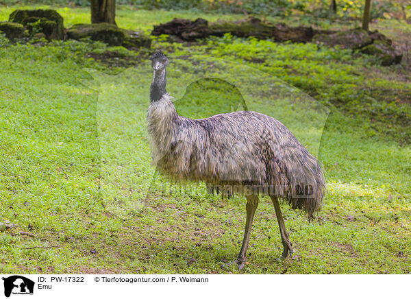Emu / PW-17322