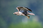 flying Eurasian Buzzard