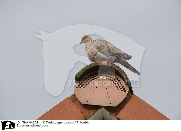 Eurasian collared dove / THA-04664